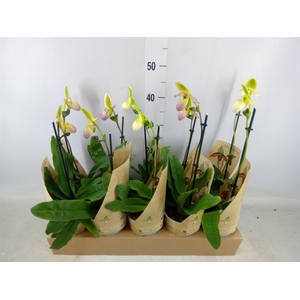 Paphiopedilum multiflower   ...mix