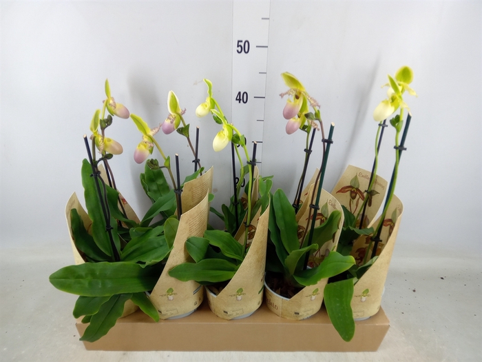 <h4>Paphiopedilum multiflower   ...mix</h4>