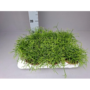 Rhipsalis baccifera 'Oasis'