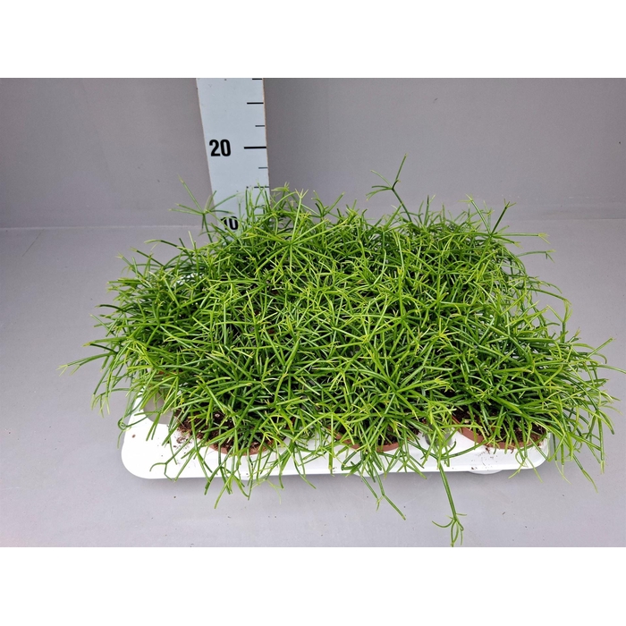 <h4>Rhipsalis baccifera 'Oasis'</h4>