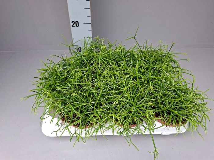 <h4>Rhipsalis baccifera 'Oasis'</h4>
