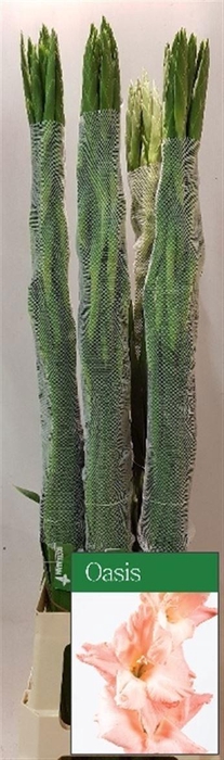 <h4>GLAD GR OASIS</h4>