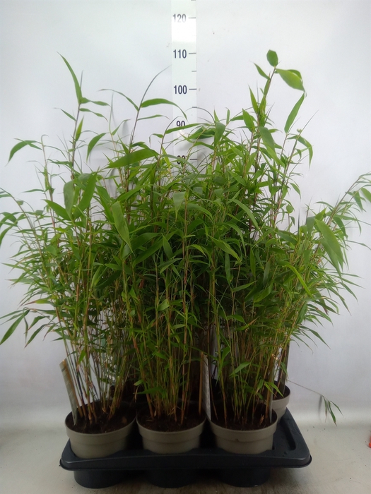 Fargesia robusta 'Wenchuan'