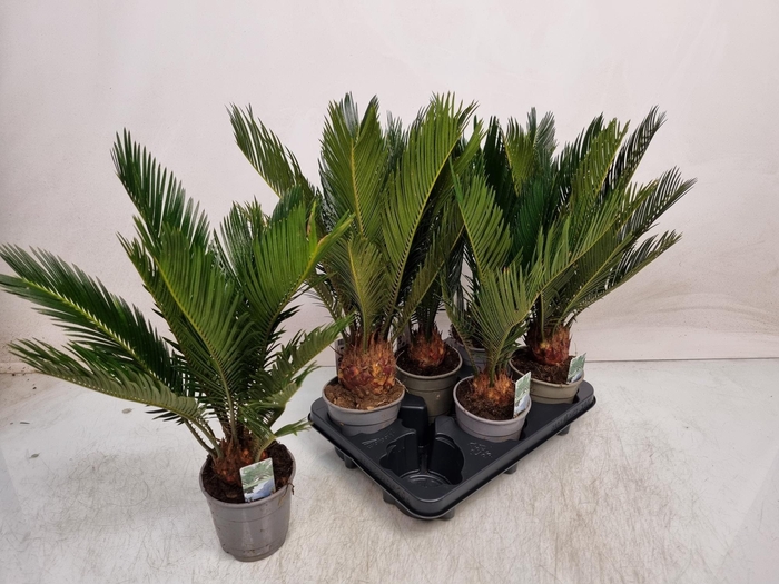 <h4>CYCAS REVOLUTA</h4>