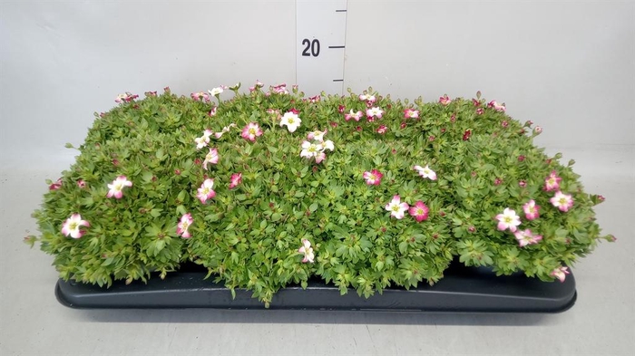 <h4>Saxifraga arend.</h4>