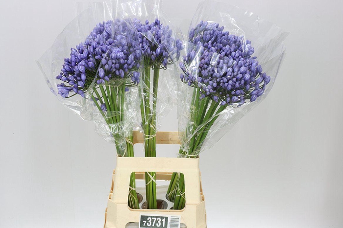 <h4>Agap Buddy Blue</h4>