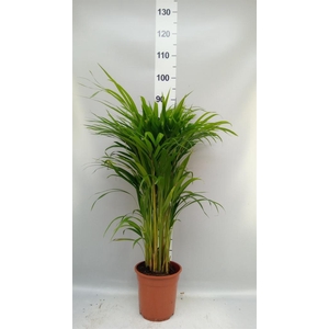 Dypsis lutescens   ...Chrysalidoca