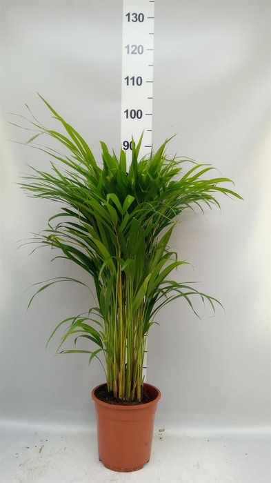 Dypsis lutescens   ...Chrysalidoca