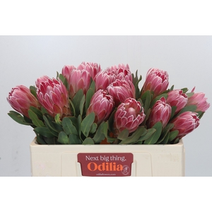 Protea Carnival