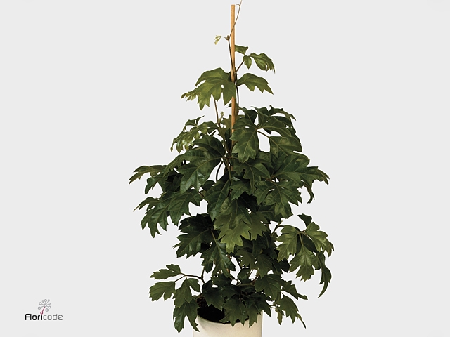 Cissus rhombifolia 'Ellen Danica'