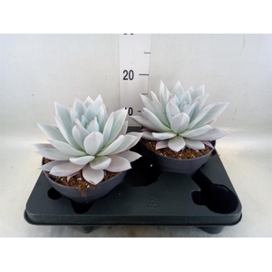 Echeveria  'Mexican Giant'
