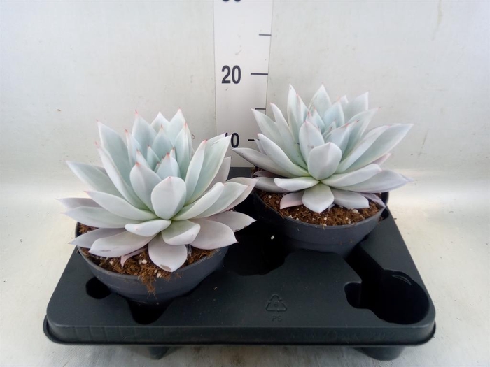 <h4>Echeveria  'Mexican Giant'</h4>