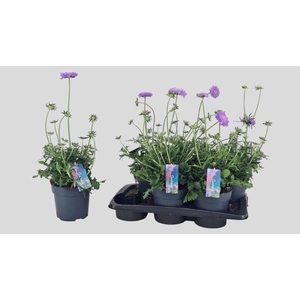 SCAB CO BUTTERFLY BL