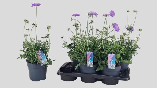 SCAB CO BUTTERFLY BL