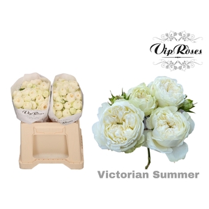 R TR VICTORIAN SUMMER