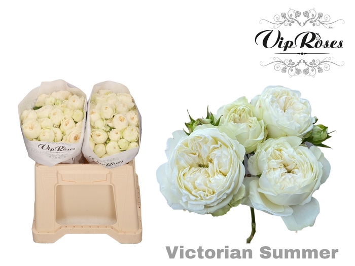 <h4>R TR VICTORIAN SUMMER</h4>