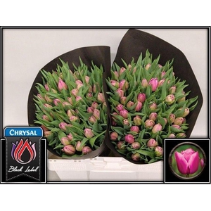 TU DU DOUBLE PRINCES