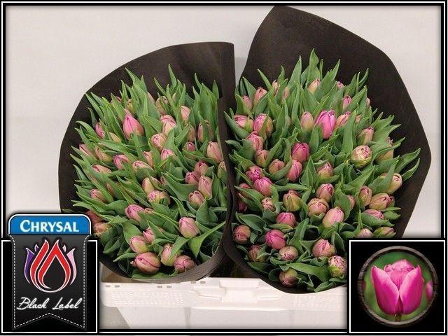 <h4>TU DU DOUBLE PRINCES</h4>