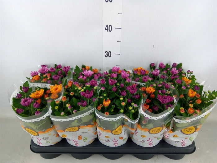 <h4>Chrysanthemum  'Mnt Aubisq'  ..mx/p</h4>