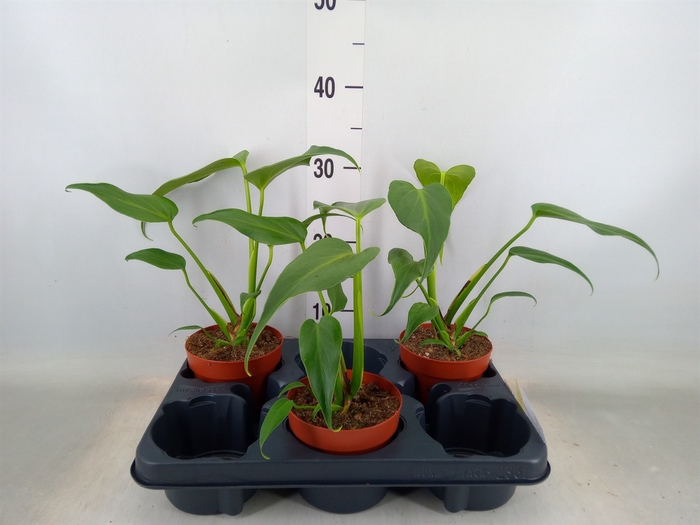 <h4>Monstera   ...</h4>