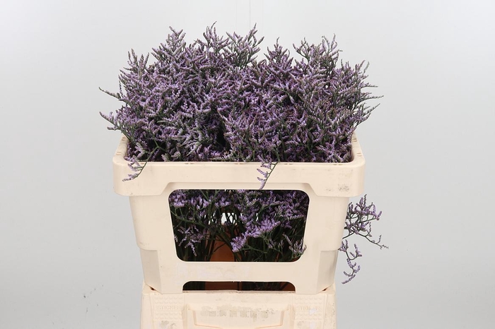 <h4>Lim Saf Lilac</h4>