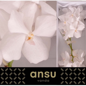 Vanda  'Kanchana Ansu No. 1'