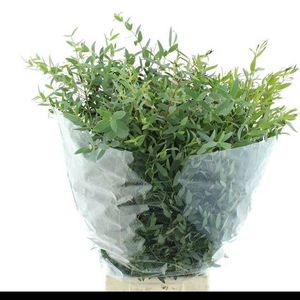EUC PARVIFOLIA P BS
