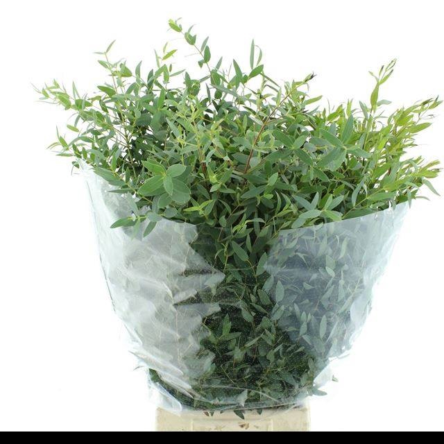 <h4>EUC PARVIFOLIA P BS</h4>
