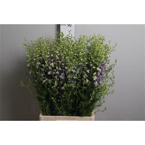Delphinium ajacis   ...