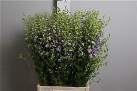 <h4>Delphinium ajacis   ...</h4>