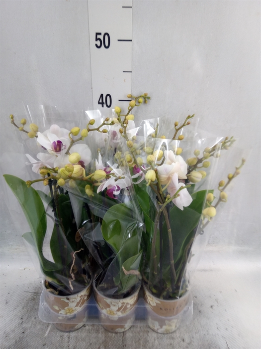 <h4>Phalaenopsis multi. 'FC Safe Haven'</h4>