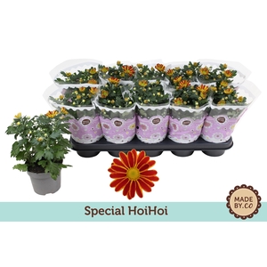 Chrysanthemum Indicum Special Robinho Red