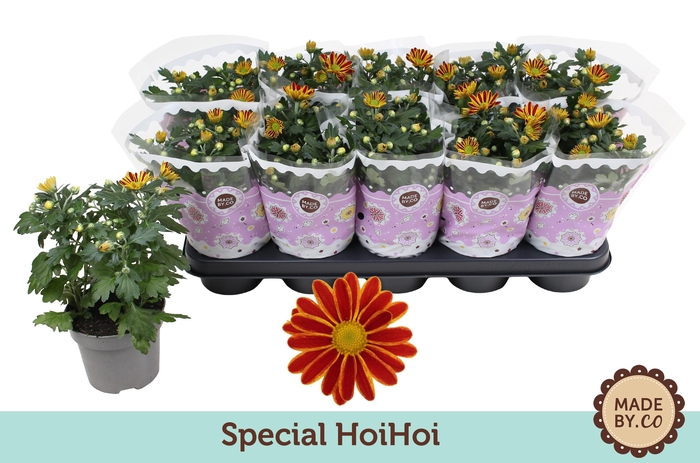 <h4>Chrysanthemum Indicum Special Robinho Red</h4>