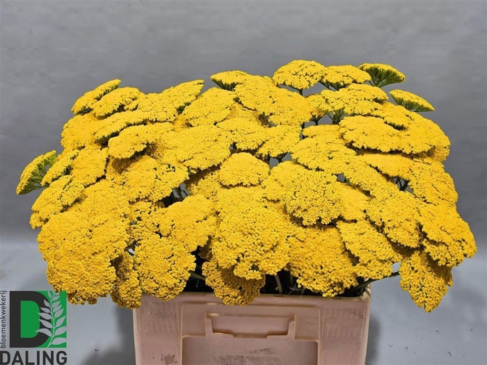 <h4>Achillea F Park Variety</h4>