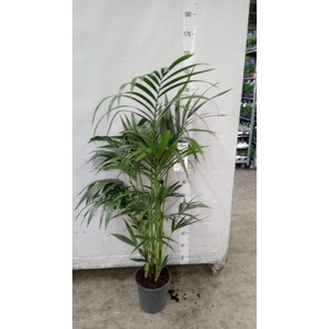 Howea forsteriana
