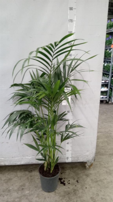 <h4>Howea forsteriana</h4>