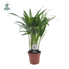 Dypsis lutescens (Arecapalm) Air So Pure