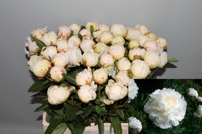 <h4>PAEO L BOWL OF CREAM</h4>