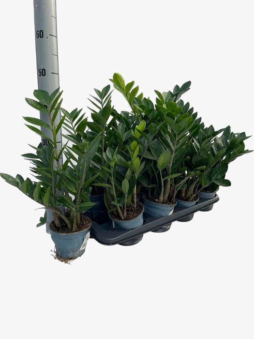<h4>ZAMIO ZAMIIFOLIA</h4>