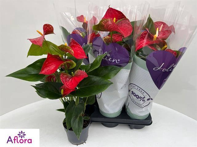 <h4>ANTHU AN BAMBINO RED</h4>