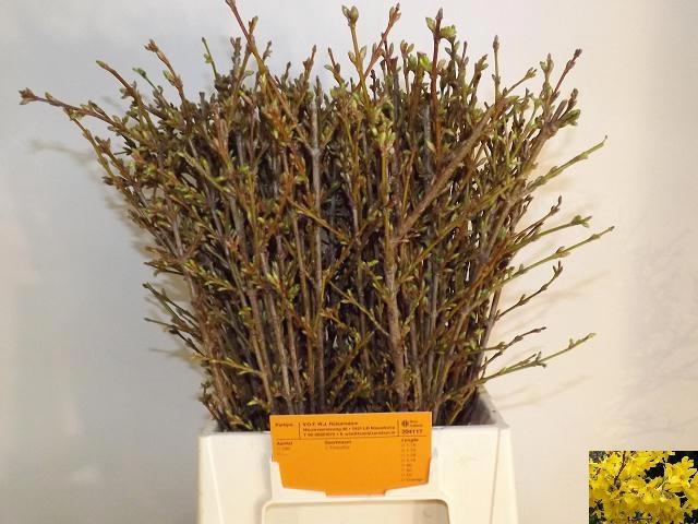 <h4>FORSY I SPECTABILIS#</h4>