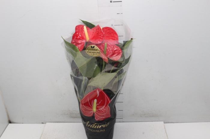 <h4>ANTHURIUM MICHIGAN P17 PREMIUM</h4>