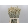 Amaranthus Yearming Desert