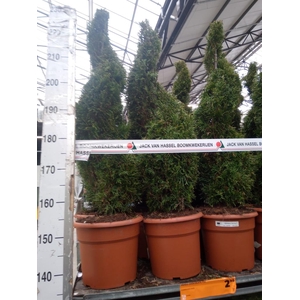Thuja occid. 'Smaragd'