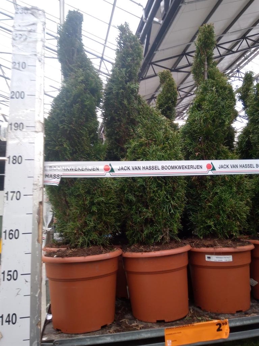 <h4>Thuja occid. 'Smaragd'</h4>