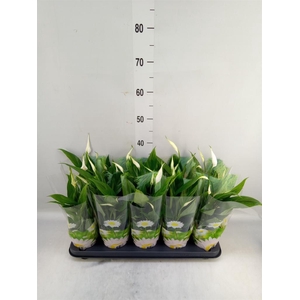 Spathiphyllum  'Alana'