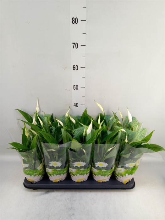 <h4>Spathiphyllum 'Alana'</h4>