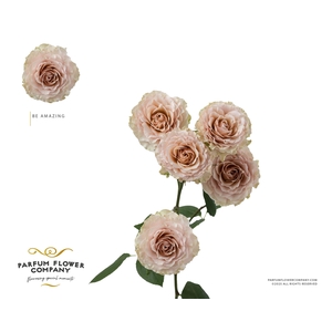 Rosa Spray Be Amazing