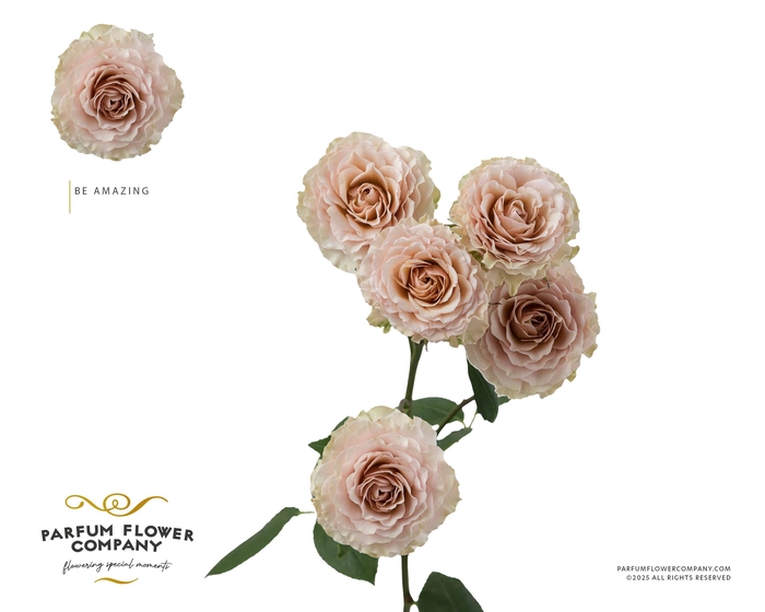 Rosa Spray Be Amazing