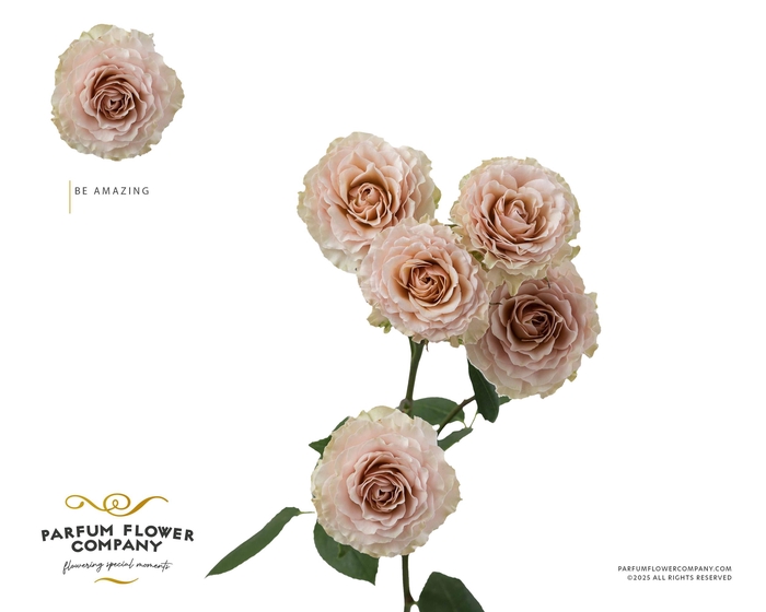 <h4>Rosa Spray Be Amazing</h4>